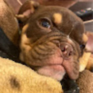 Meet your Posher, George